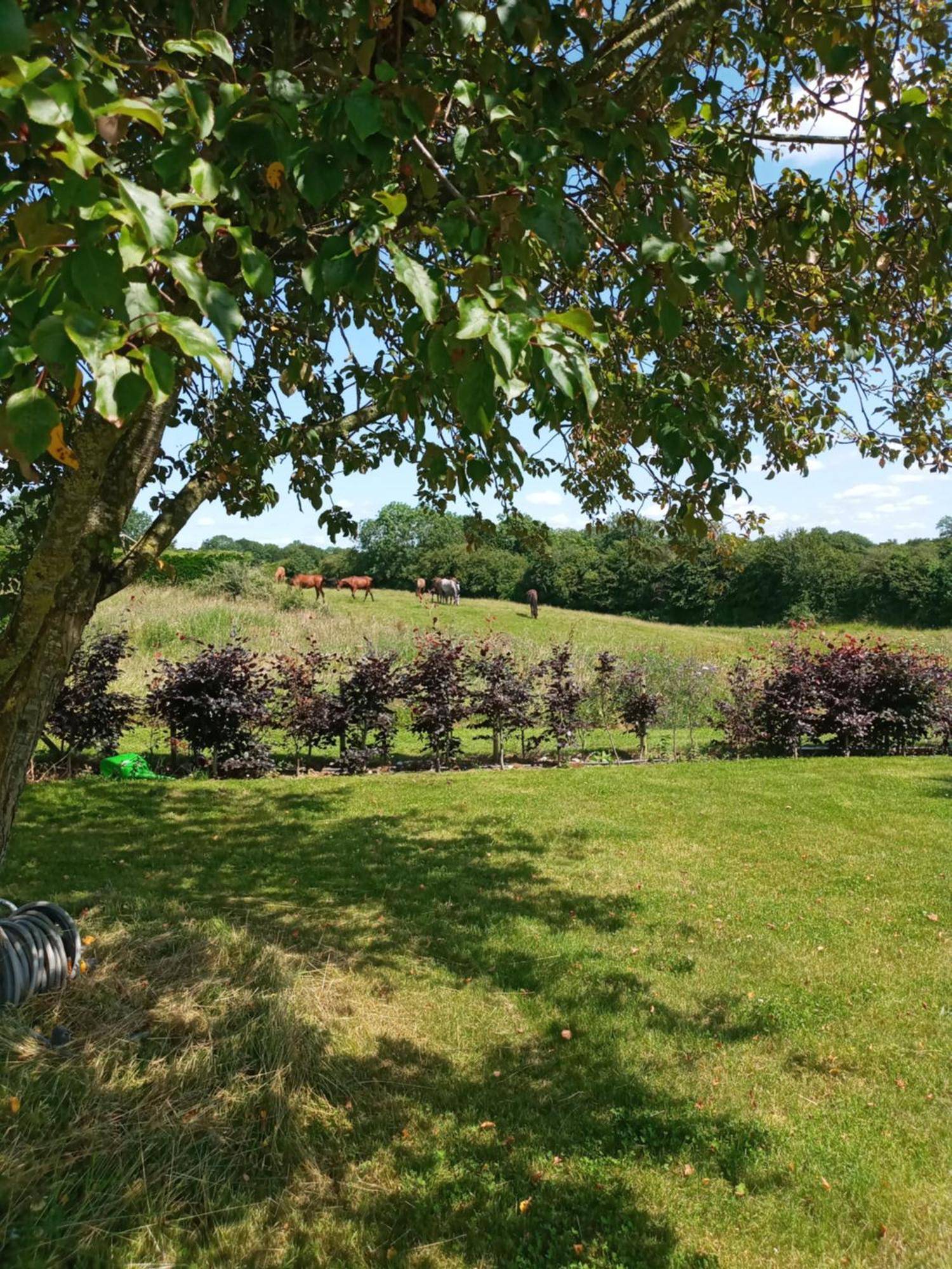 Suzies Self Catering Belmont Leilighet Belmont  Rom bilde